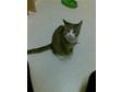 GOURJOUSE 5MONTH old kitten need a home,  other,  female, ....