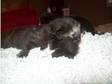 kittens. i have 4 fluffy kittens for sale two girls two....
