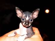 Sphynx Kittens Featured on The Ghost Whisperer and E