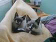 TWO ADORABLE girls,  10 weeks,  part Siamese,  beige with....