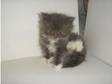 Persain Ragdoll Kittens. we have 5 beautiful fluffy....