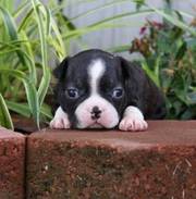 Boston Terrier Puppies For Excellent Homes