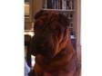 Help Missing Shar-Pei Dog Near Stamner Park Nov25th....