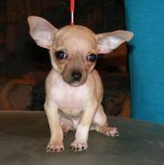 Chihuahua Puppies For Cute Farmilly