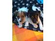 ADORABLE JACK russell pups 2 girls left wormed and ready....
