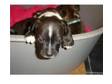 chunky, stunning, playful staff pups. only 3 left from a....