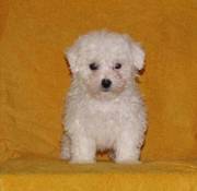 charming little Bichon Frise puppies for lovely homes