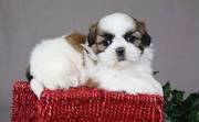 jaminelarry@gmail.com Gorgeous and adorable shih tzu puppies