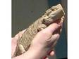 Male Bearded Dragon tank & all equipment. I have 1 male....