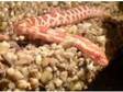 2 female okeetee corn snakes with terrarium (one....