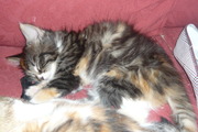 bengal  x kittens for sale ready now 11 weeks old