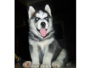   siberian husky Puppies Now Available For Re Homing