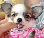 adorable Chihuahua puppy.